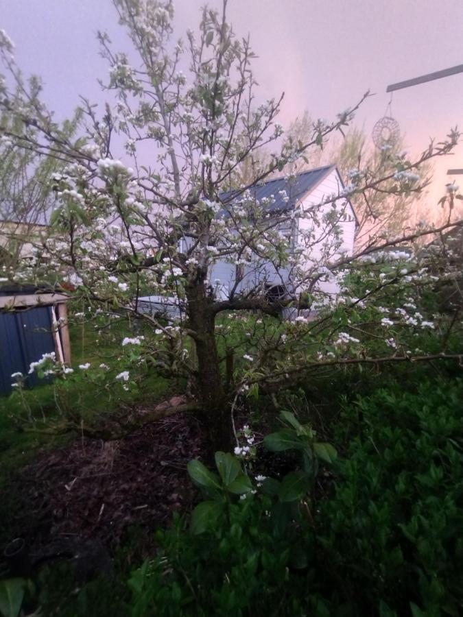 אלמיר Tuinhuisje In Het Groen מראה חיצוני תמונה
