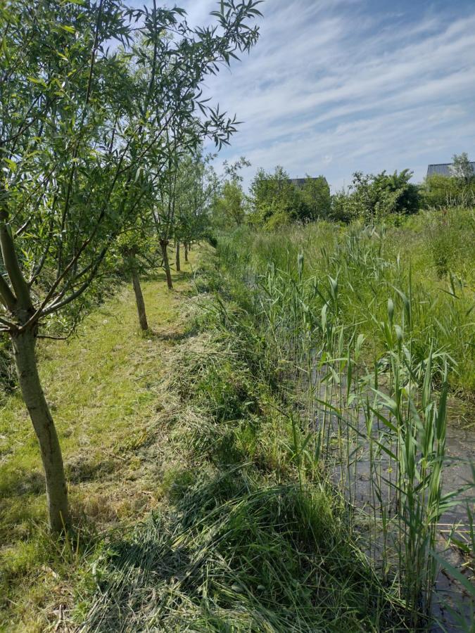 אלמיר Tuinhuisje In Het Groen מראה חיצוני תמונה
